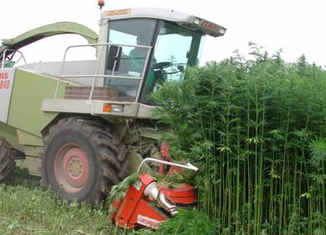 ¿Un futuro coche eléctrico de cannabis en Canadá?