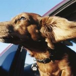 Viajar en coche con perro