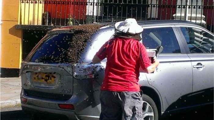 abejas-siguen-a-un-coche-3-700x394.jpg