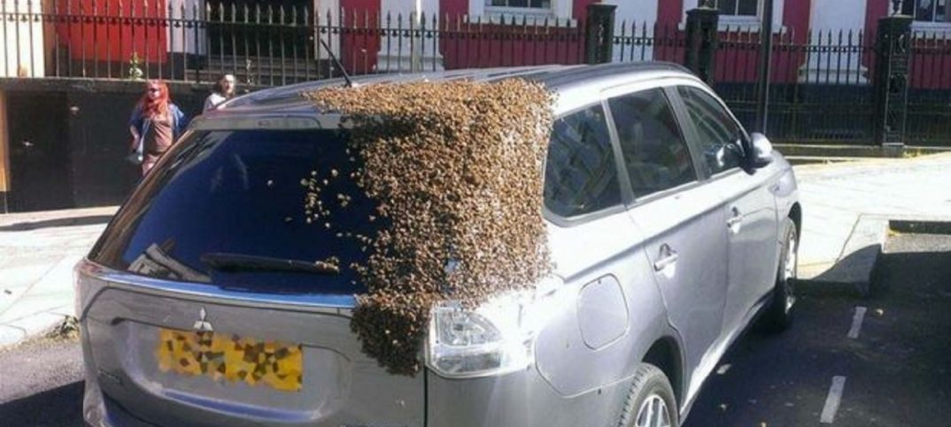 abejas-siguen-a-un-coche-4-1074x483.jpg