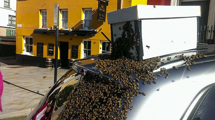 abejas-siguen-a-un-coche-700x393.jpg