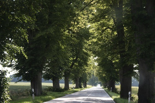 carretera-arboles-paralelos