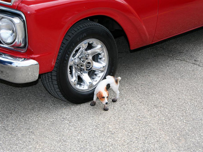  Por Qu Los Perros Mean Las Ruedas De Tu Coche 