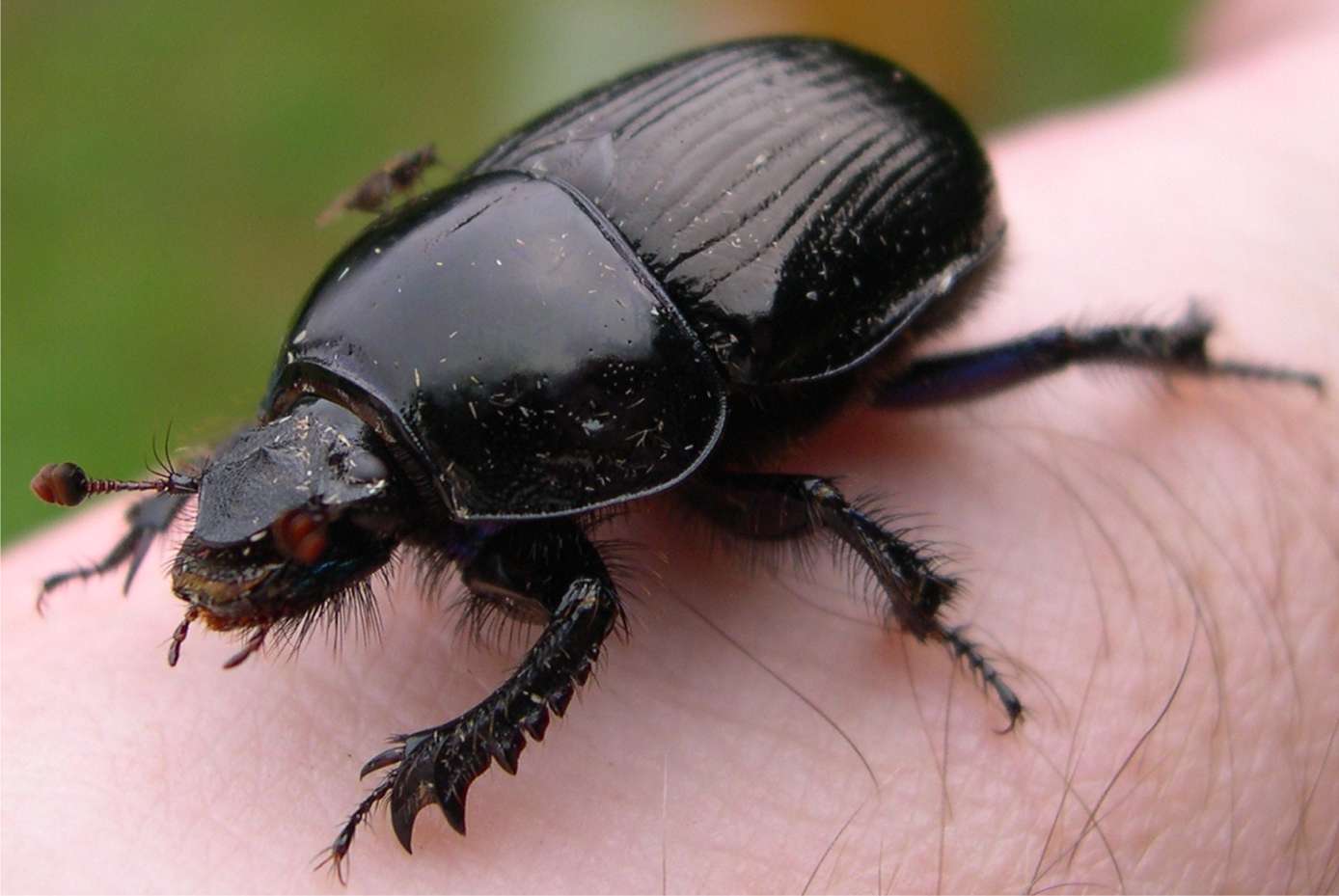 escarabajo_negro