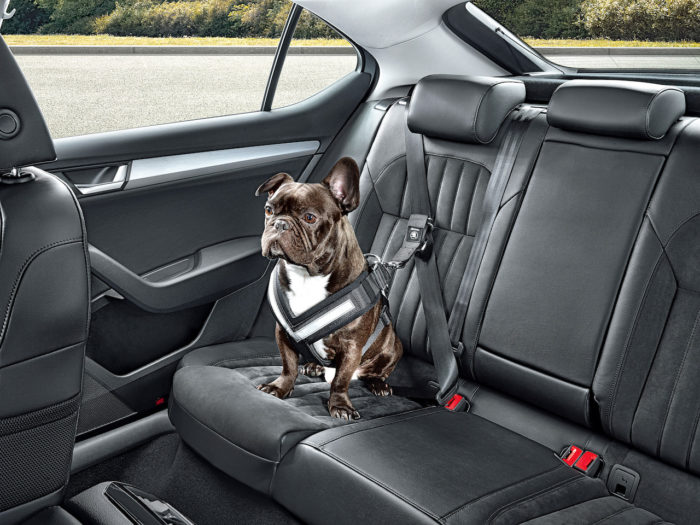 Negligencia hombro rigidez Los mejores consejos para viajar con tu perro en el coche