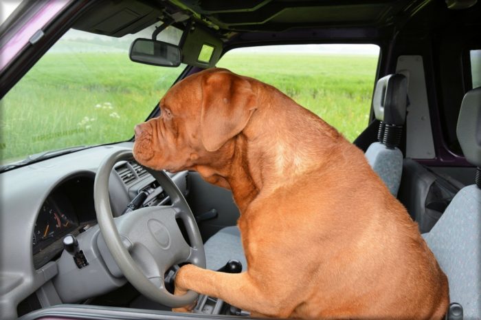 Consejos para viajar con animales en el coche - Mobilize