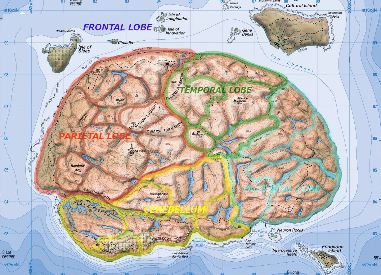 mapa cerebral