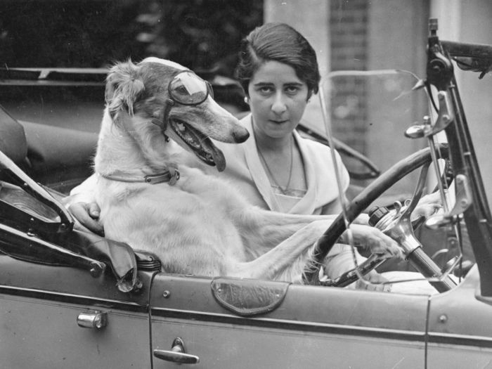 Porter, el primer perro en conducir un coche (vídeo)