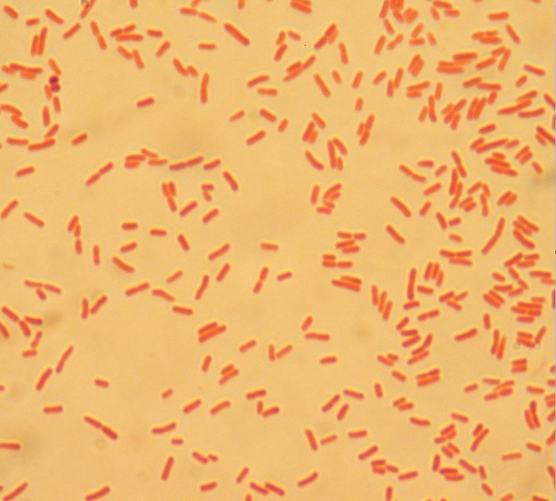 bacterias 2