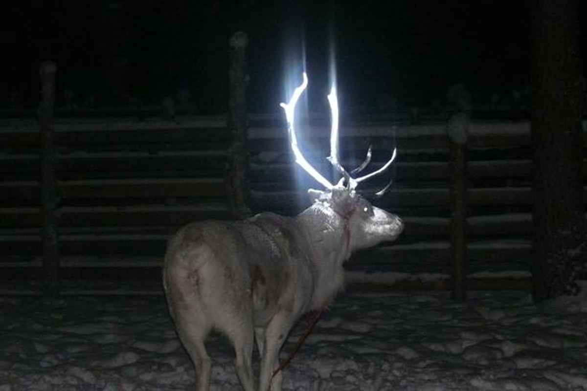 Los cuernos de renos de Finlandia brillan en la oscuridad