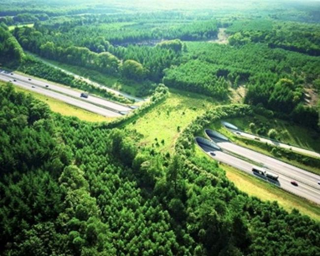 Puentes para fauna, fundamentales para que las carreteras no sean la muerte de tantos animales