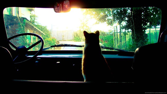 gato coche
