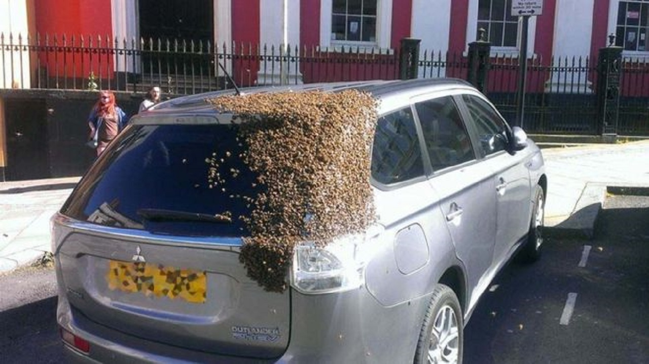 abejas siguen a un coche 4