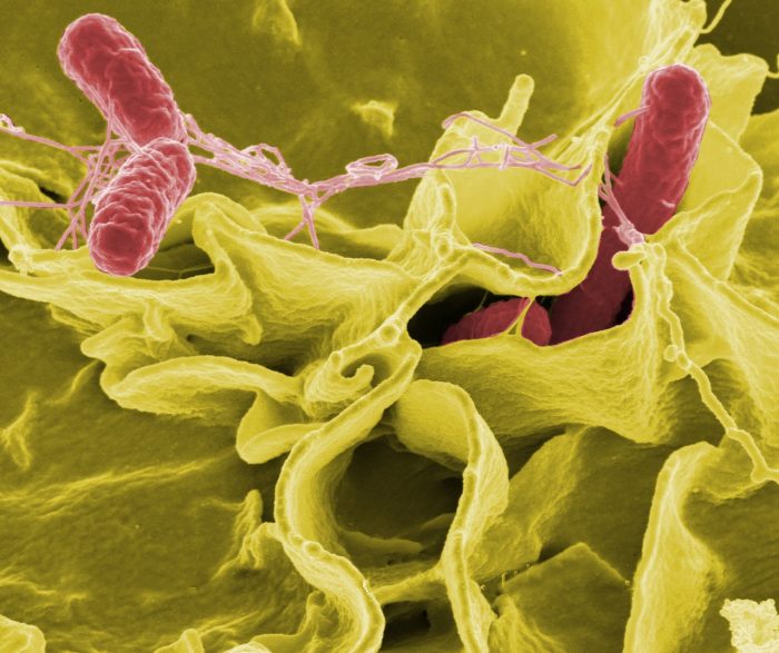 Bacteria salmonela