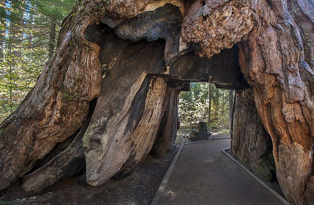 pioneer-cabin-tree-secuoya-tunel