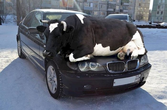 vaca-en-coche