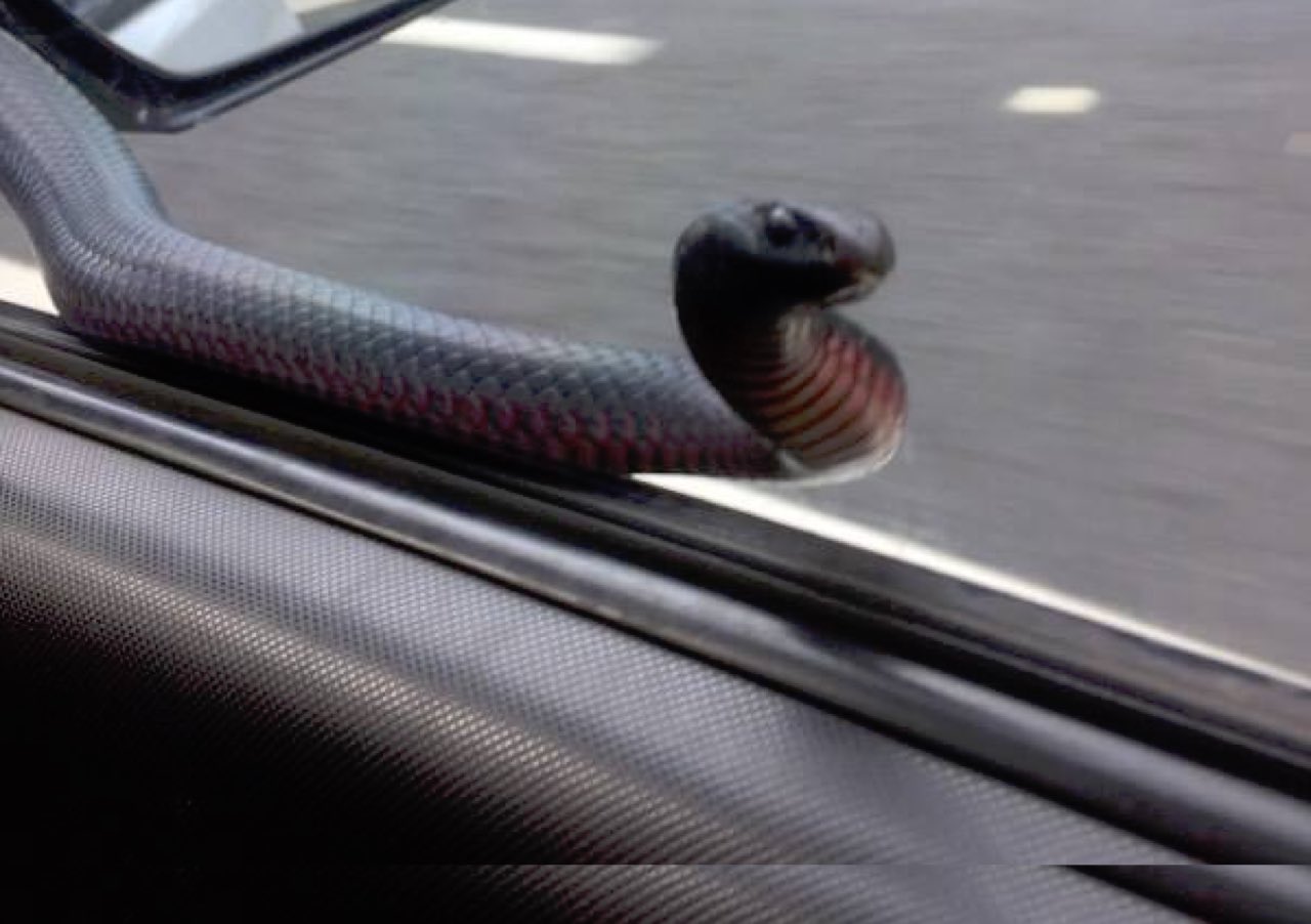 serpiente coche