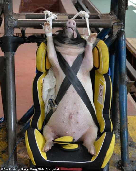 Un joven cerdo inconsciente en un asiento de automóvil para niños